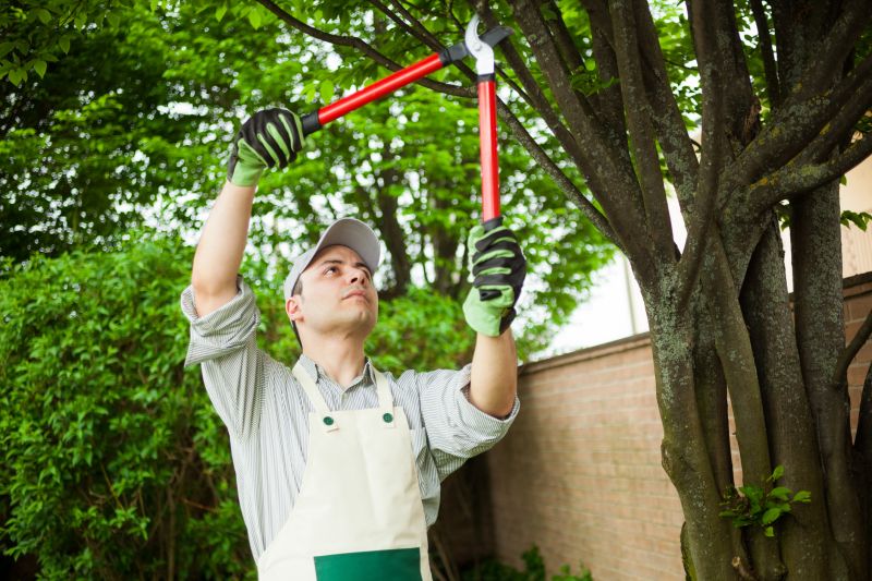 Local Tree Pruning Service pros at work