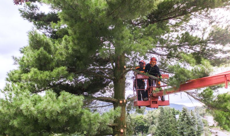 Tree Pruning Service
