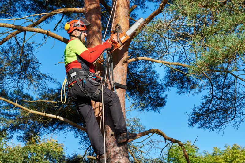Tree Pruning Service