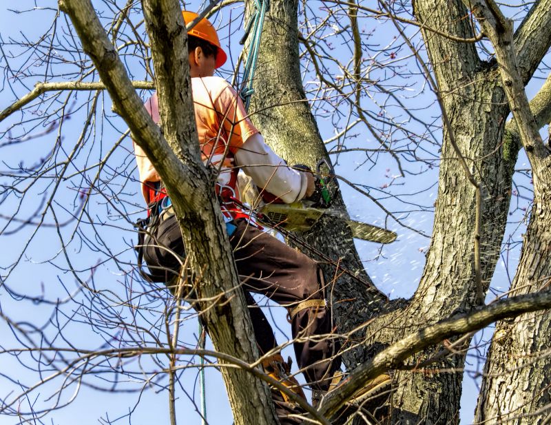 Tree Canopy Thinning