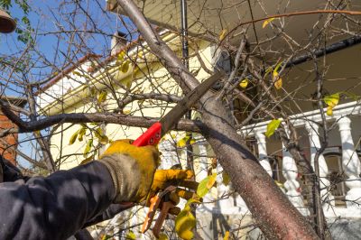 Tree Limbs Removal