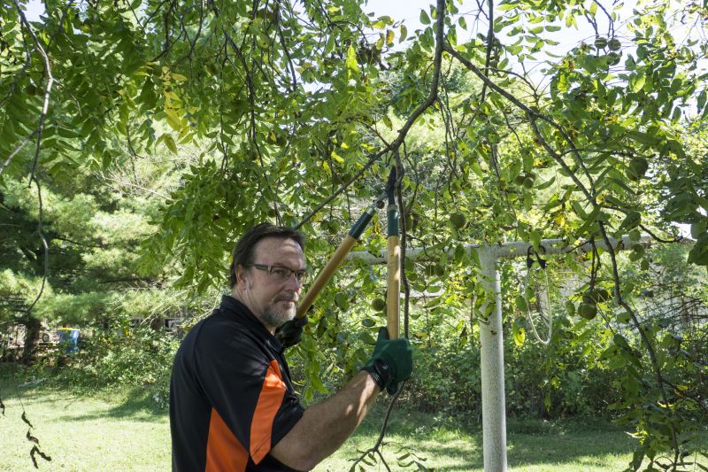 Tree Pruning Service detail