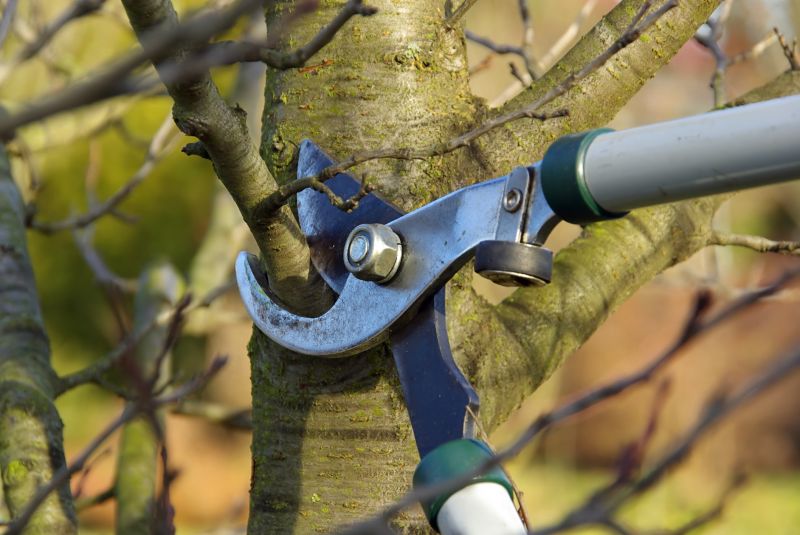 Tree Pruning Service detail