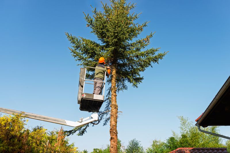 Tree Pruning Service detail