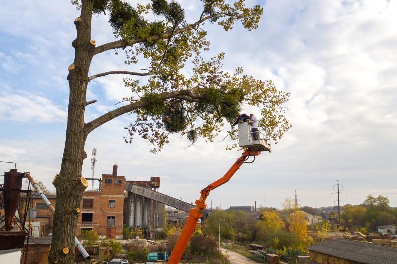 Tree Pruning Service