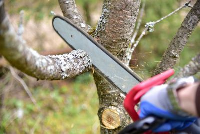 Maintain Regular Tree Pruning!